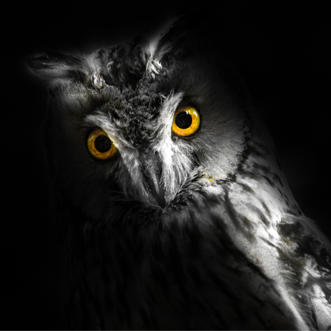 Chronotypen_1080x1080 Chronotypen_1080x1080